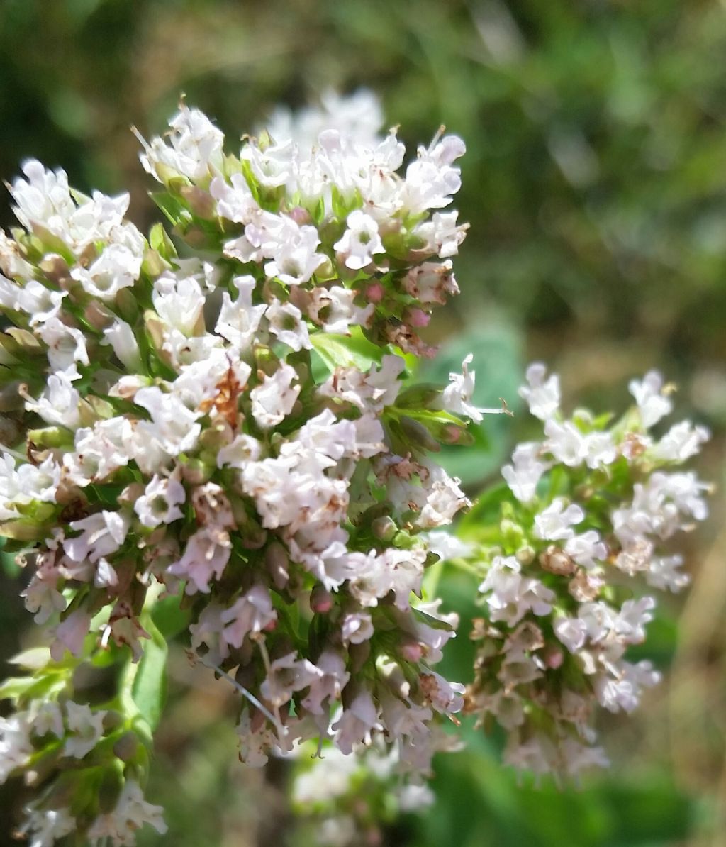 Origanum vulgare?
